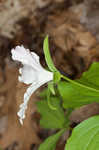 White trillium